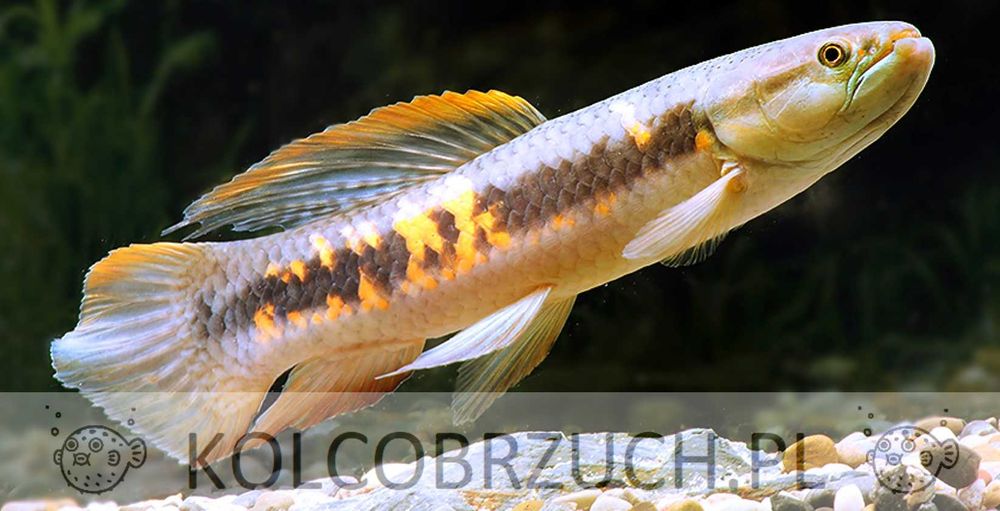 RYBA WILK - Erythrinus erythrinus - odłów - WF - dowóz, wysyłka