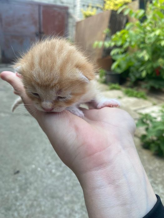 Кошеня хлопчик рижого коляру шукає сімʼю