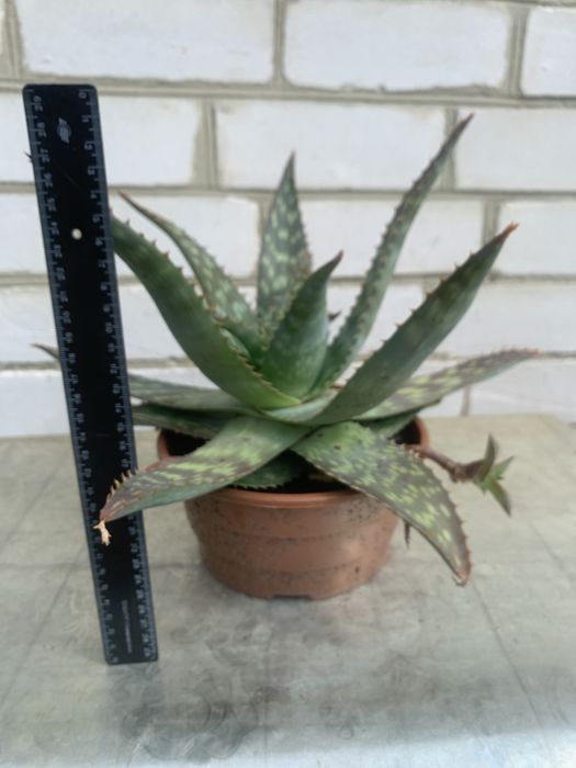 Продам кімнатні рослини