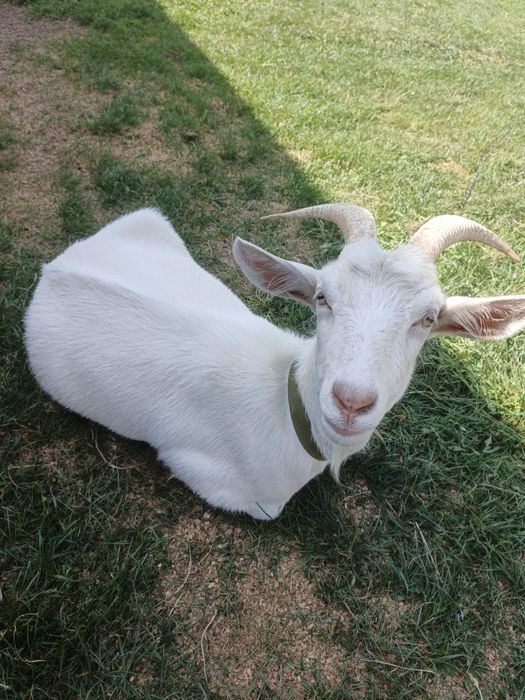 Продам козу здорова