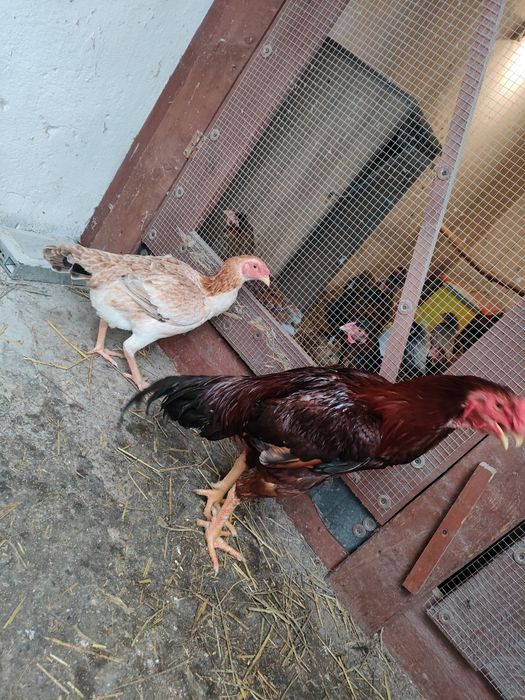 Kogut+kura bojowiec malajski