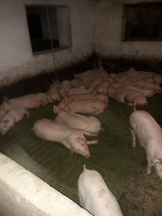 Prosieta, mięsne  !!!
