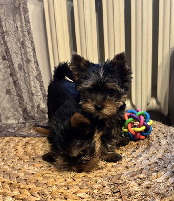 Yorki Yorkshire terrier Zkwp FCI