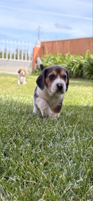 Beagle fêmea tricolor com Lop