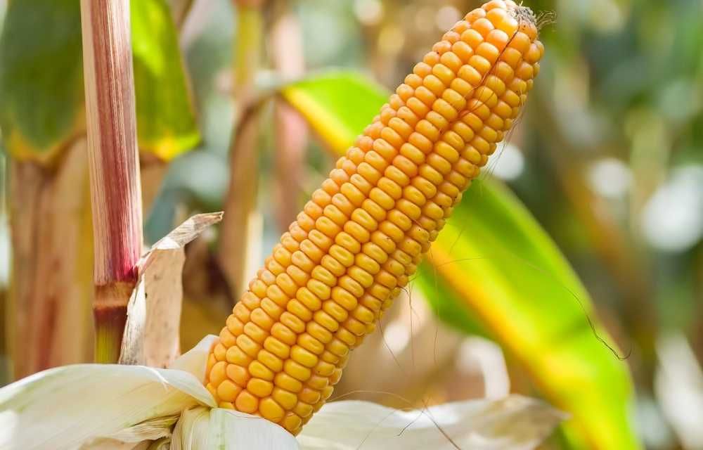 Kukurydza SM Mieszko FAO 230 C1 50tyś nasion