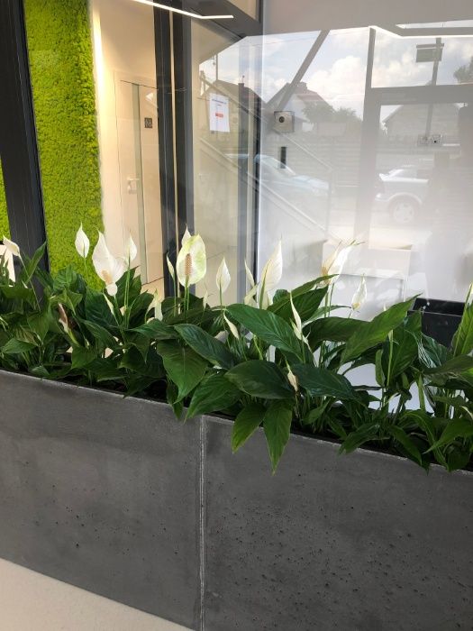 Donica Betonowa Kast 80x30x50 Impregnacja, Różne kolory inne rozmiary