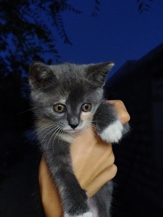 Дівчинки кошенята
