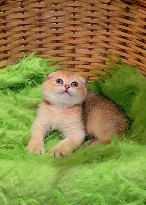 Вислоухие котята девочки и мальчики