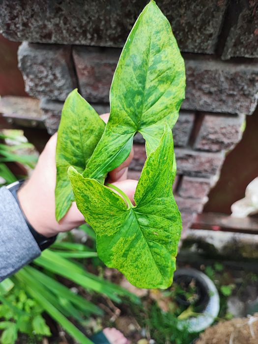 Syngonium mottled mohito szczyt