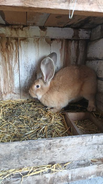 Olbrzym belgijski króliki