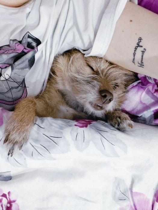 Домашня перетримка собак у Києві, dog sitter
