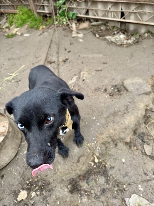 Шукає родину хлопчик з різними очима
