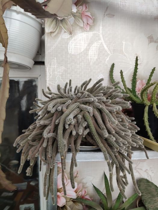 Хамецереус Сильвестра