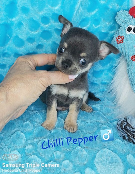 Przepiękny niebieski piesek chihuahua  BLUE