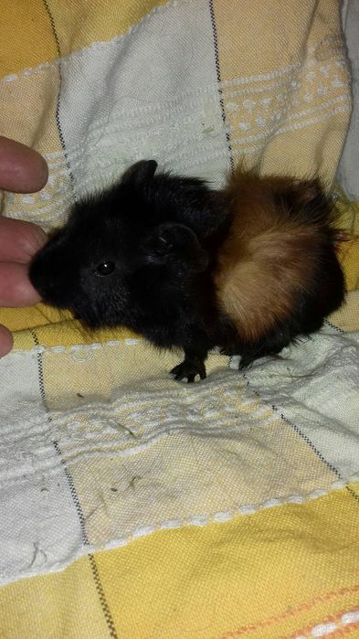 Малюки морські свинки