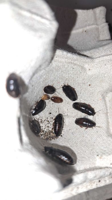 owady karmowe mini karaczany Paraplecta