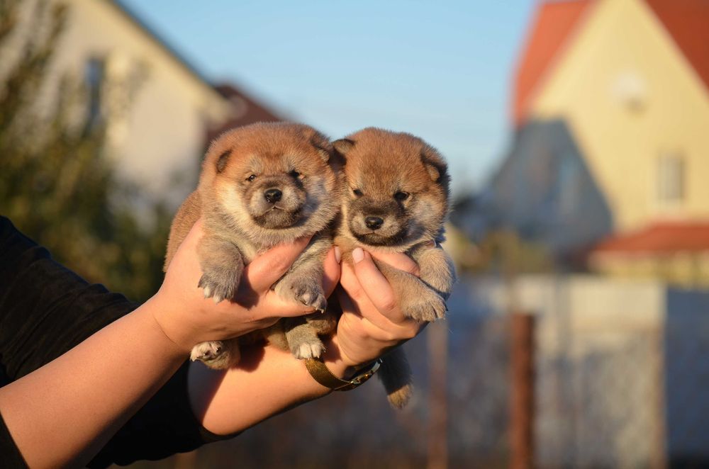 Шиба/Сіба іну, КСУ-FCI! Київ, або відправлю. Є оплата частинами