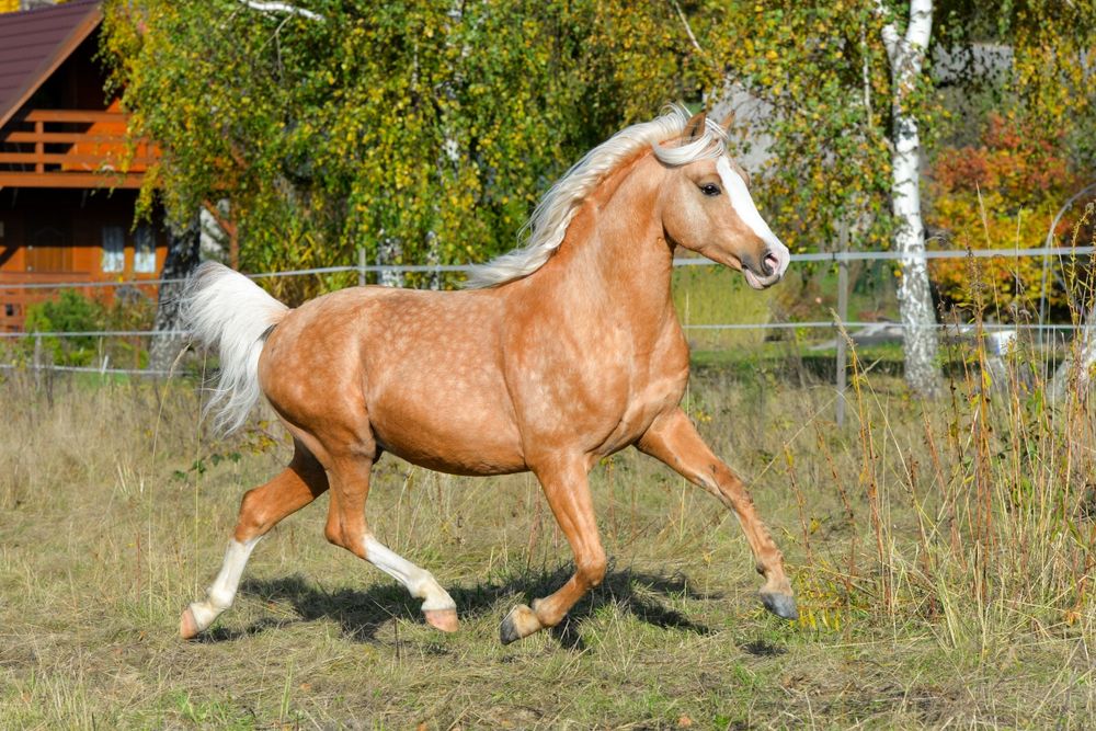 Ogier maści izabelowatej