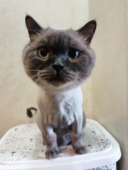 Стрижка котів, грумінг на виїзд, тиха машинка,Ірпінь, Борщагівка