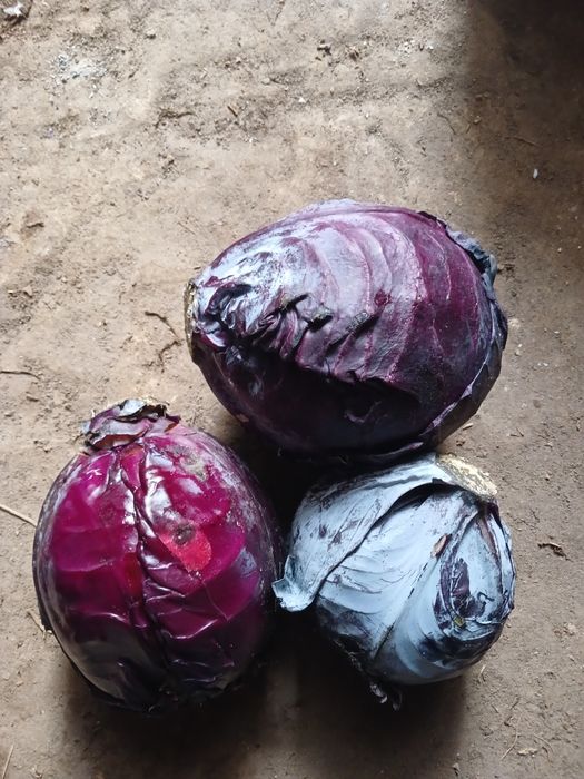 Капуста червонокачанна