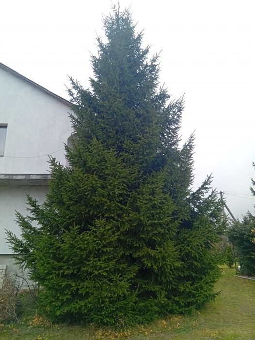 Продам ель (жива), 8 м высота — самовывоз
