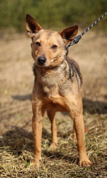 Młody, nieśmiały piesek szuka domu  / do adopcji
