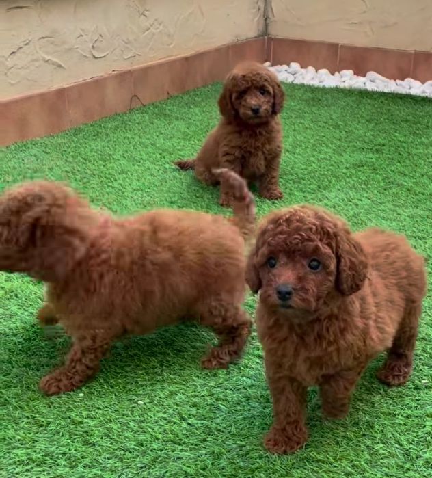 Дуже гарні малюки той пудель