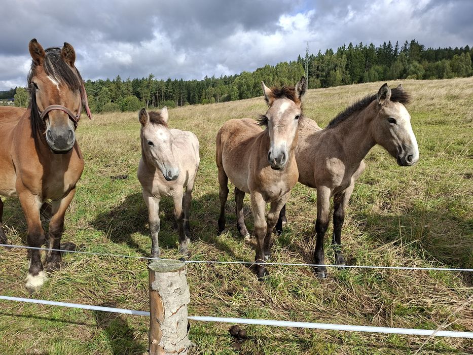 Sprzedam źrebaki zimnokrwiste