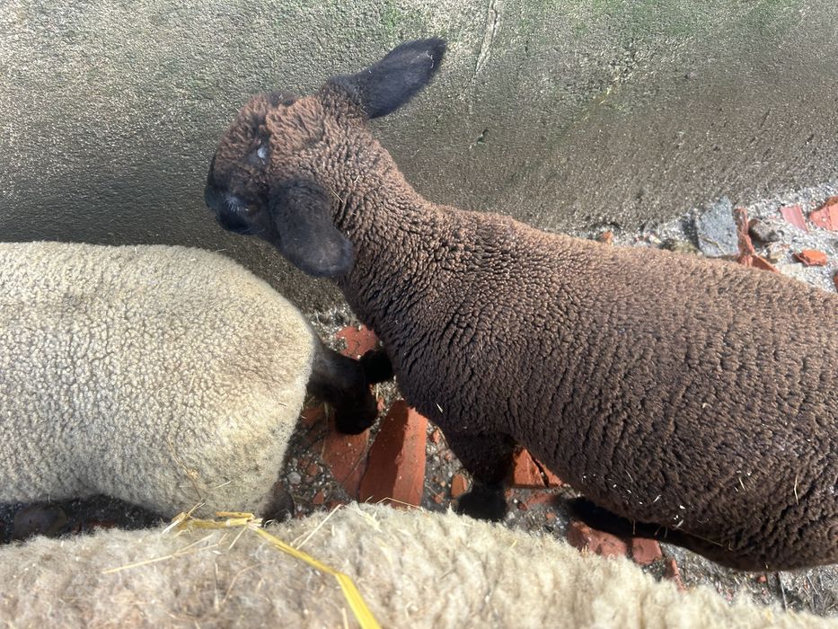 Animais de quinta ouvelhas