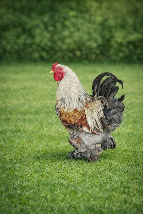 Galo Brahma  1 ano