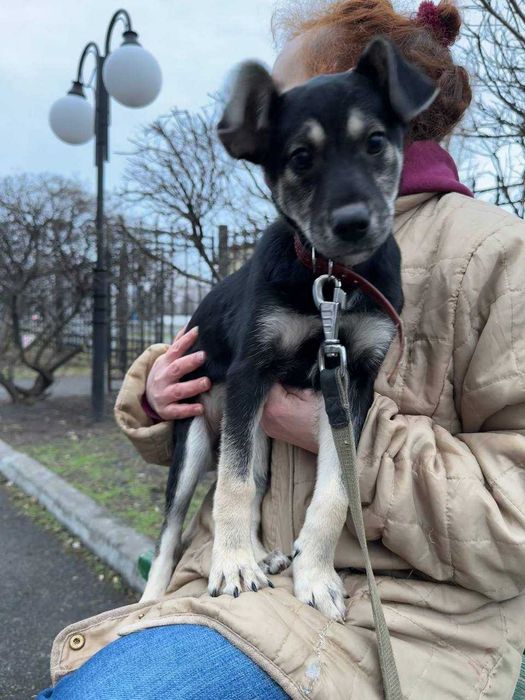 Цуценя Джессі, 5 місяців, невеличка дівчинка шукає дім.