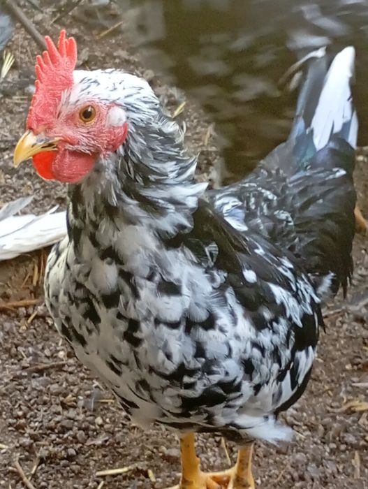 Vendo casal garnizos novos