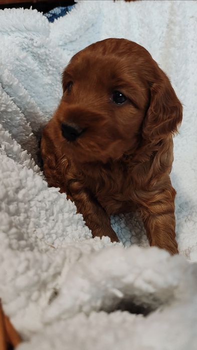 Cockapoo Pies GUFI