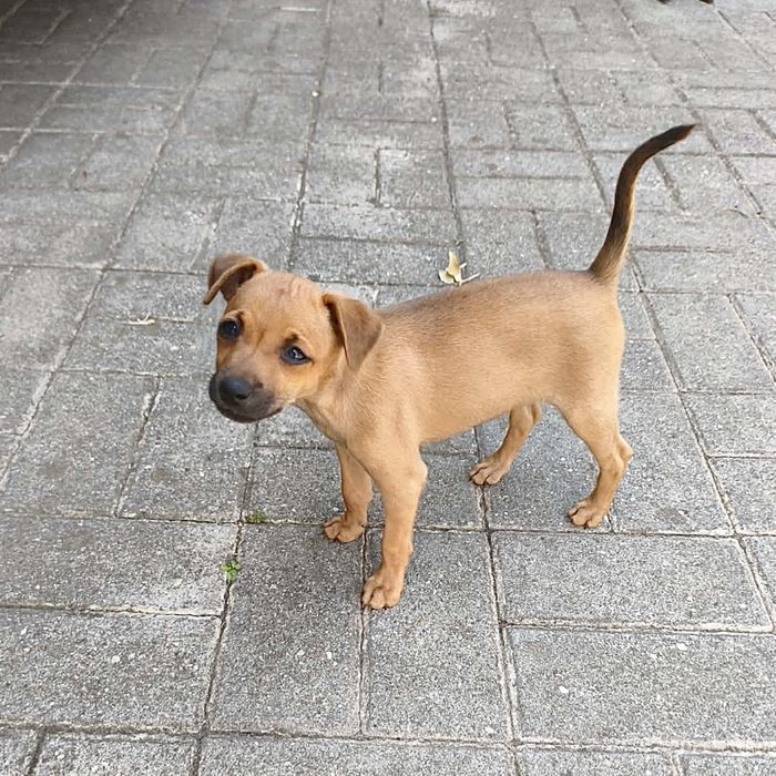 Pinscher - fêmea