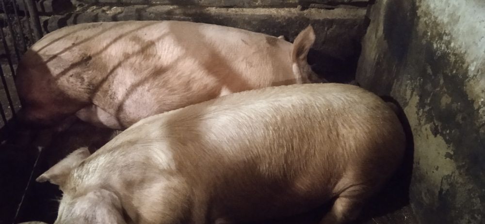 Продам свині живою вагою. 85