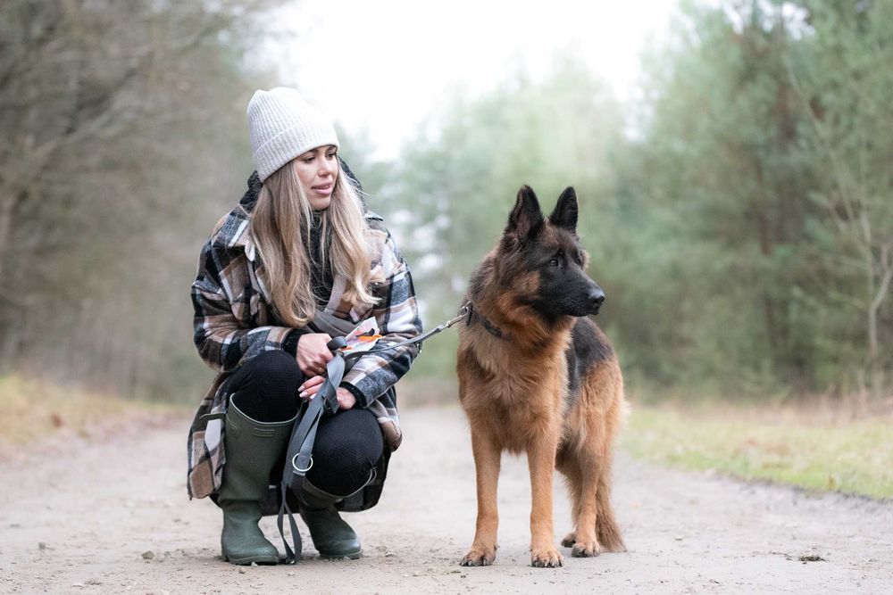 Campabella: owczarkowa piękność