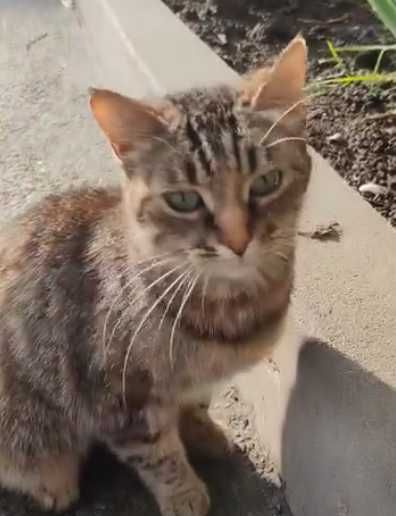 кошка очень ищет дом