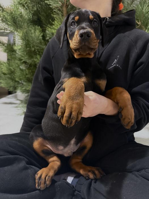 Щенки Добермана ТОП цуценя