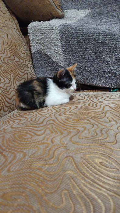 Отдадим кошечку в добрые руки