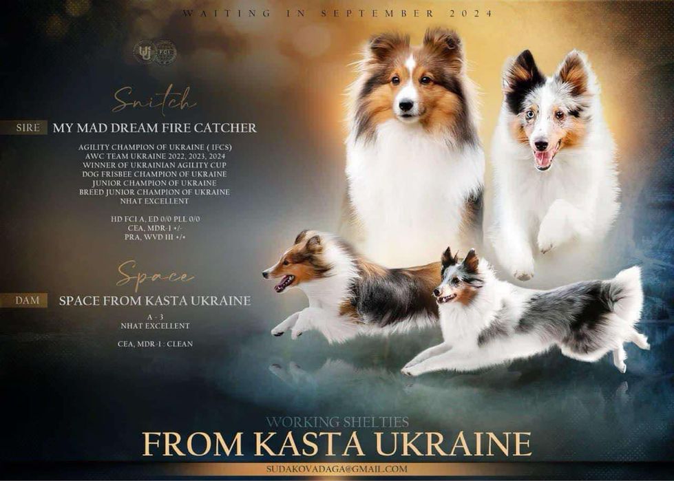 Хлопчик соболь шукає сімʼю