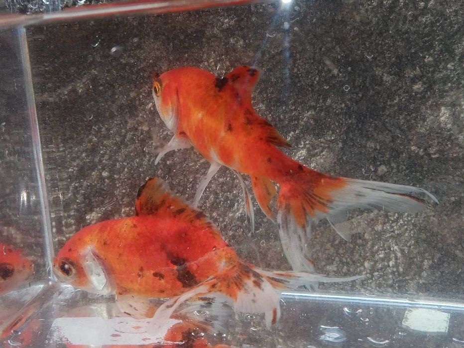 Wakin (Peixe dourado do Japão) 9cm Agua Fria