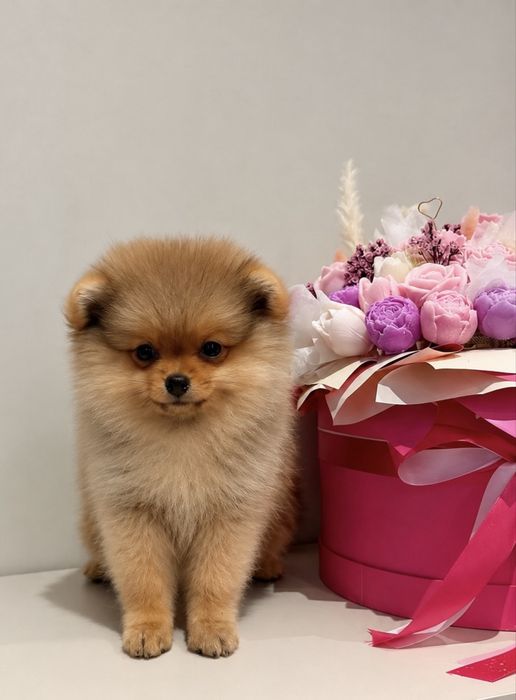 Poznajcie Malutką suczke Pomeranian