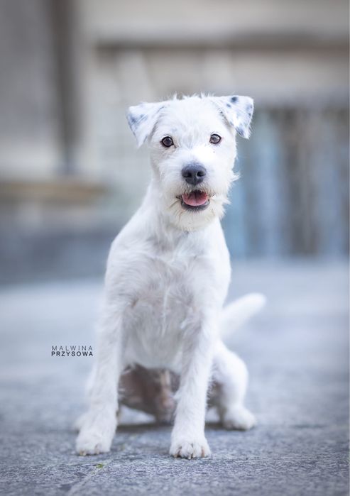 Szczeniak Parson Russell Terrier