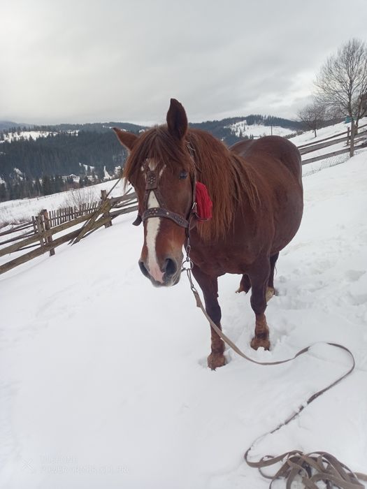 Продається кобила