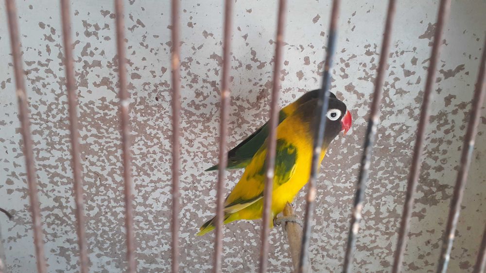 Agapornis personata  casal