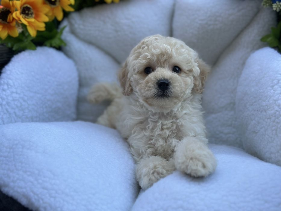 Ніжний хлопчик мальтіпу