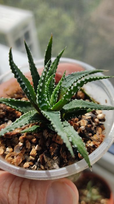 Красула рупестріс (наскальна) , Crassula rupestris сукулент