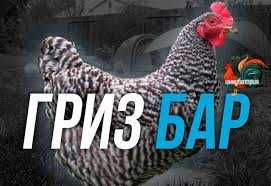 Інкубаційне яйце курей Гріз Бар