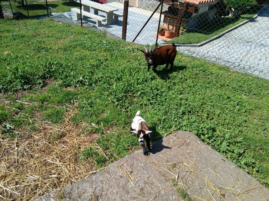 Vendo uma cabra anã com uma cria