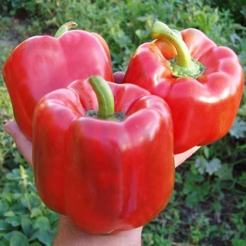 Насіння перцю ГЕРКУЛЕС F1  1000шт (5г.) HERCULES F1 Семена Переца